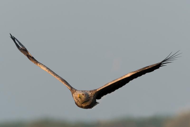 Seeadler (c) Franz Josef Kovacs
