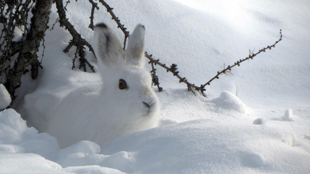 Tiere-unter-eis-und-schnee_Schneehase_teaser © (c) pixabay.com Tiere unter eis und schnee