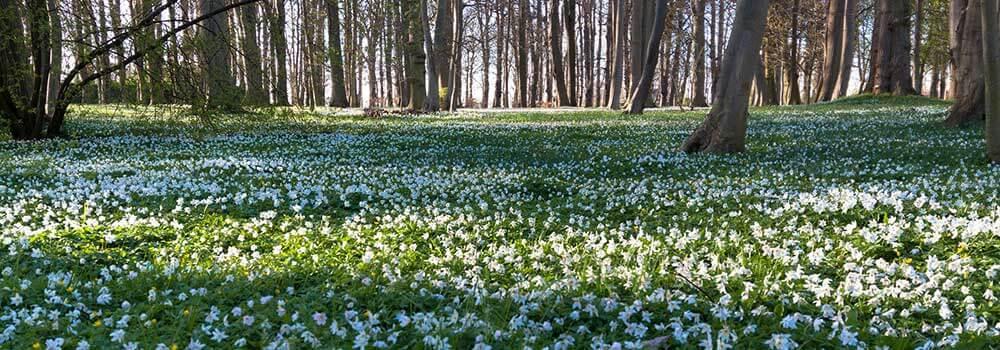 veranstaltungen-im-fruehling_buschwinroeschen © mikezwei/pixabay Buschwindröschen