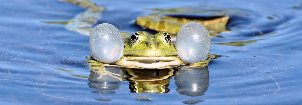 Frosch im Wasser