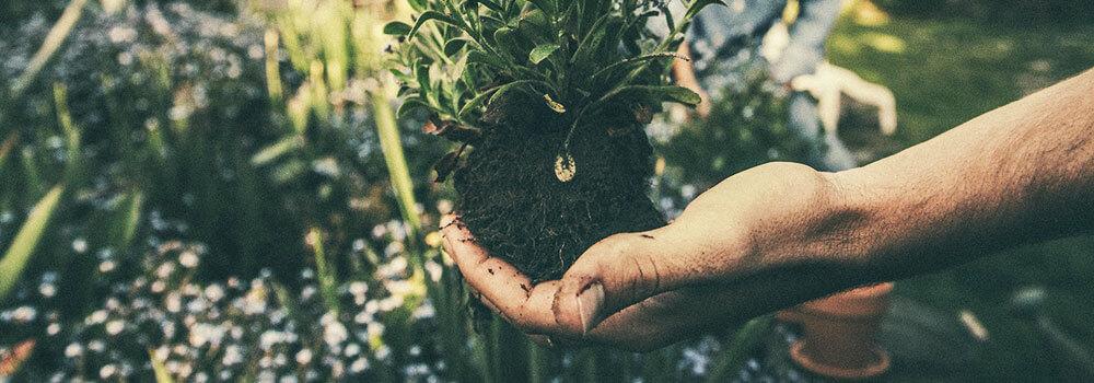 Garteln im Fühling, Hand mit Vergissmeinnichtz-Pflanze mit Wurzelballen