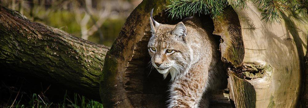 veranstaltungen-im-fruehling_luchs © skeeze/pixabay Luchs