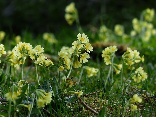 Hohe Schlüsselblume © Pixabay.com Hohe Schlüsselblume