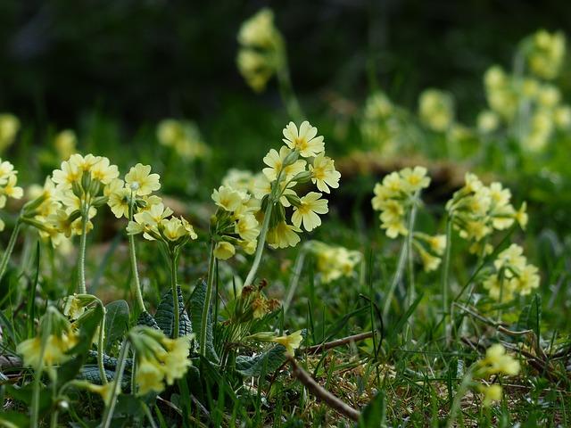 Hohe Schlüsselblume