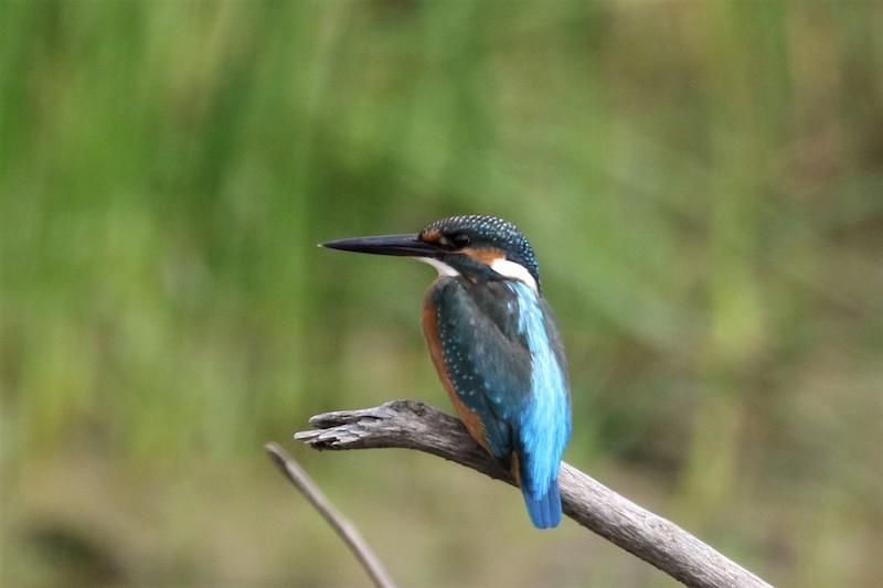 Eisvogel Batumi 24.09.2017 (c) W. Petutschnig © W. Petutschnig Eisvogel, sitzend auf einem Ast