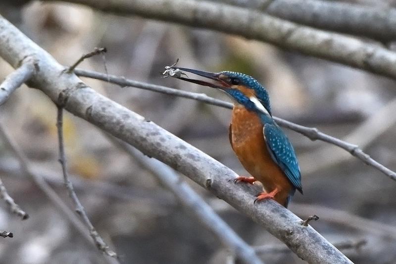 Eisvogel ernähren sich neben Fischen auch von Insekten oder Kleinkrebsen (c) Drauhofen 2018 R. Mann