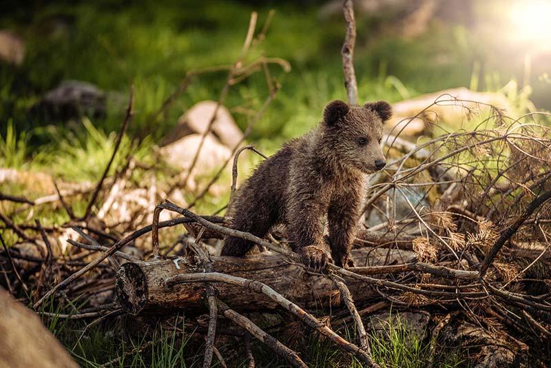 heimische-tierbabys_braunbaer © pixabay.com heimische tierbabys