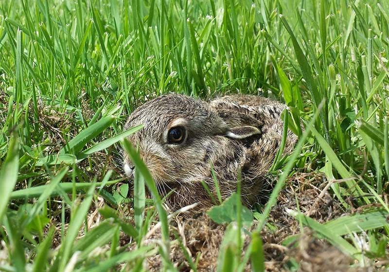 heimische-tierbabys_feldhase © pixabay.com heimische tierbabys