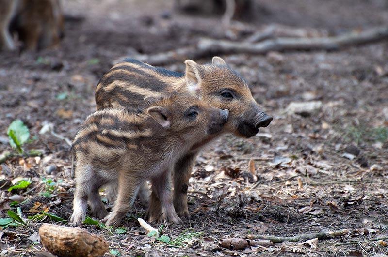heimische-tierbabys_frischlinge © pixabay.com heimische tierbabys