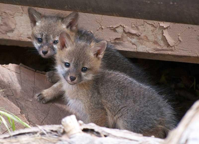 heimische-tierbabys_fuchs © pixabay.com heimische tierbabys