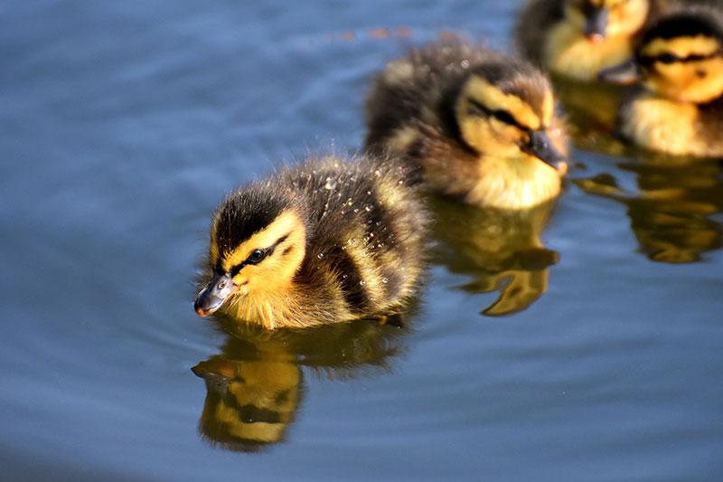 heimische-tierbabys_stock-ente © pixabay.com heimische tierbabys