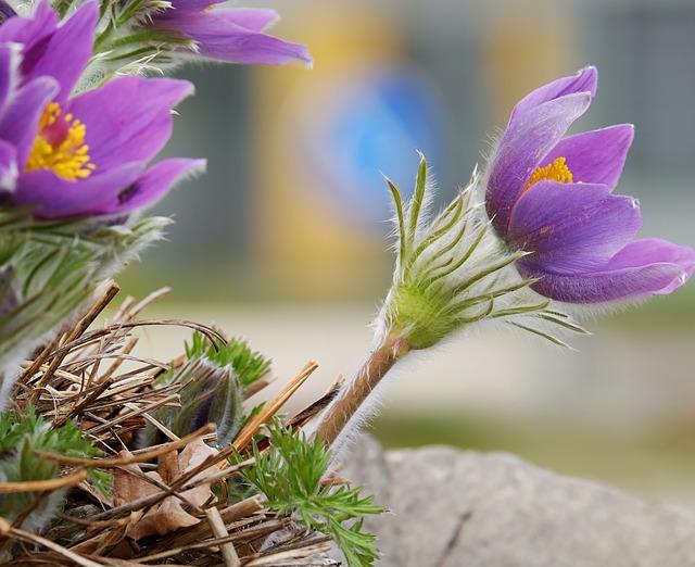 Pulsatilla Küchenschelle