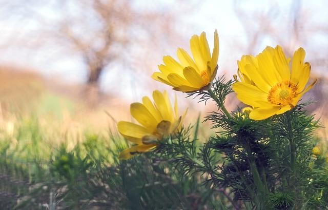 Frühlings-Adonisröschen © Pixabay.com Frühlings-Adonisröschen
