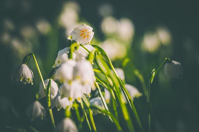 Frühlings-Knotenblume © Pixabay.com Frühlings-Knotenblume