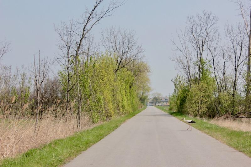 Ein Weißstorch überquert die Straße im Nationalpark Neusiedler See © Katharina Kropshofer Ein Weißstorch überquert die Straße im Nationalpark Neusiedler See