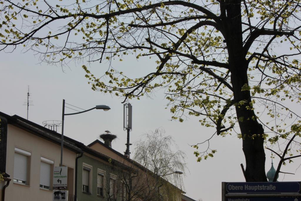 Schon am Hauptplatz erspähen wir die ersten Weißstörche in ihren Horsten (c) Kropshofer © Schon am Hauptplatz erspähen wir die ersten Weißstörche in ihren Horsten (c) Kropshofer