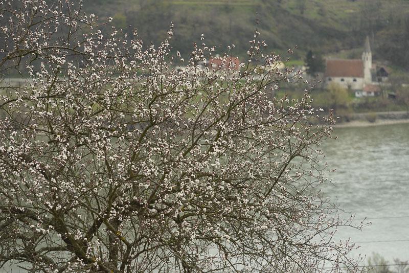 Wachau im Vorfrühling © Matthias Schickhofer Trockensteinmauer