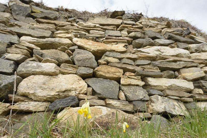 550 Arten leben an und in den alten Mauern... © Matthias Schickhofer Trockensteinmauer