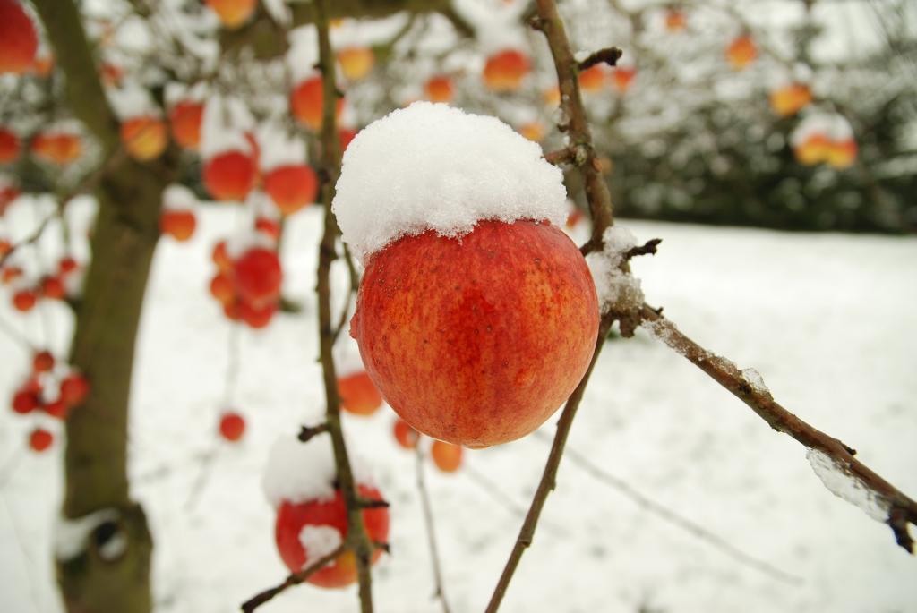 © Pixabay Winterapfel
