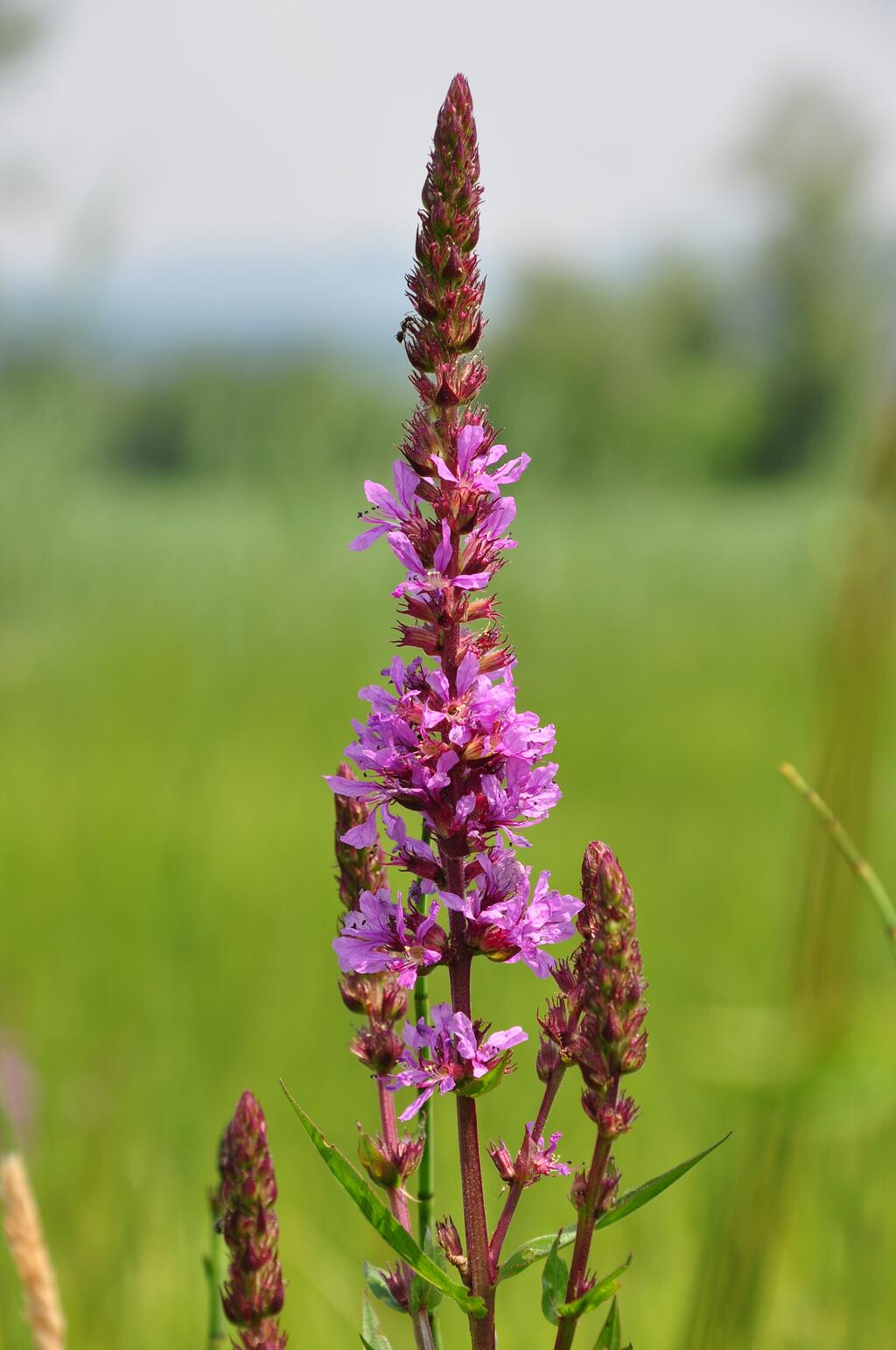 Blutweiderich