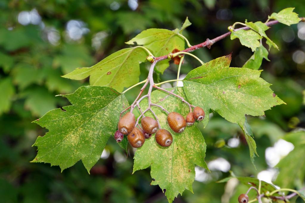 Elsbeere © Bildagentur Zoonar Gmbh / Shutterstock.com Elsbeere