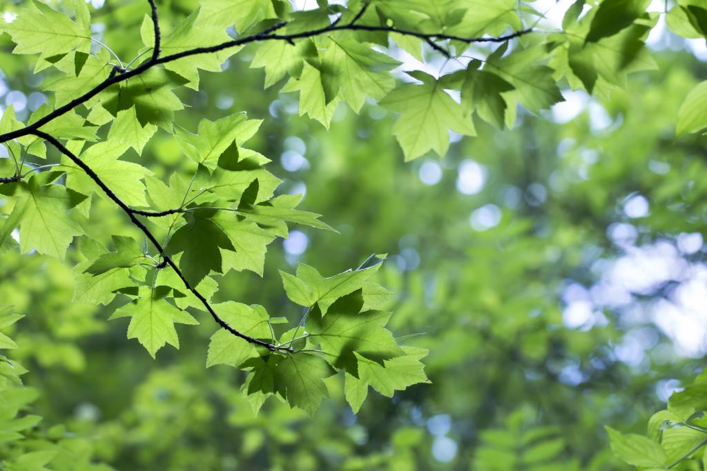 Elsbeere © Vitolga / Shutterstock.com Elsbeere
