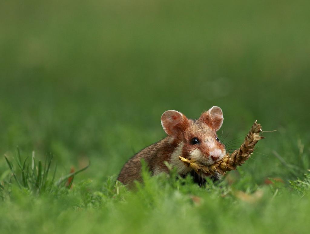 Feldhamster © janveber / Shutterstock.com Feldhamster