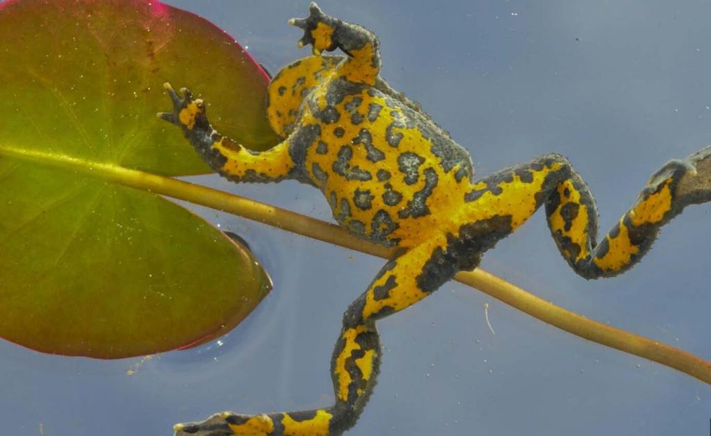 Gelbbauchunke © Lanius Gamerith Gelbbauchunke