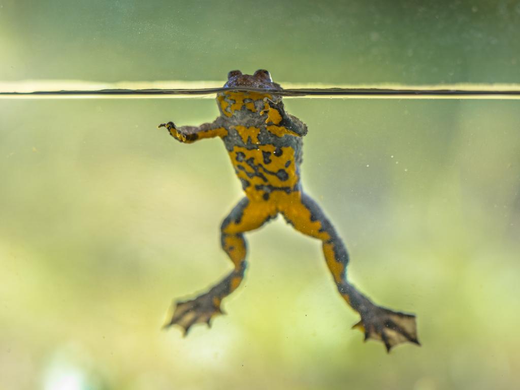 Gelbbauchunke © Rudmer Zwerver / Shutterstock.com Gelbbauchunke