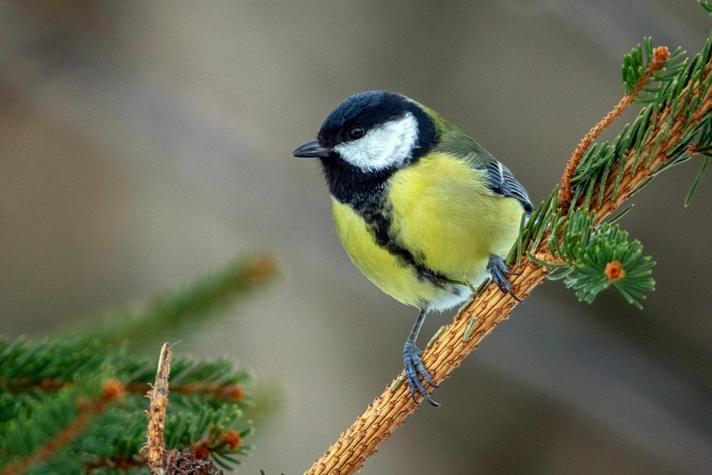vogelzahlung 2020 so wenig vogel am futterhaus wie nie bluhendes osterreich