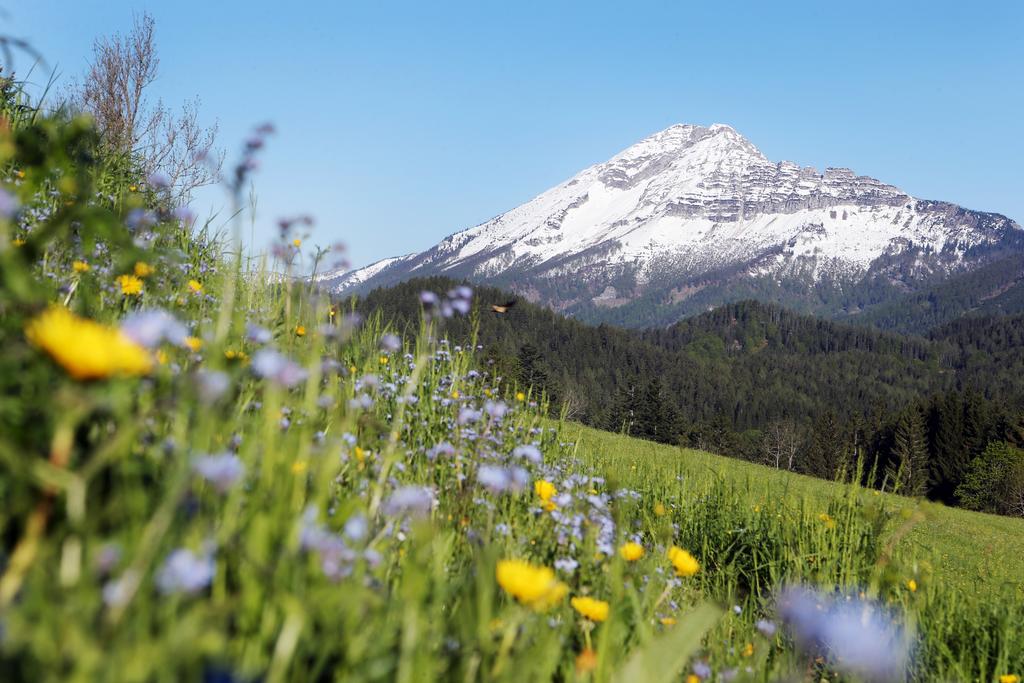 Blumenwiese im NP Ötscher-Tormäuer © weinfranz Blumenwiese im NP Ötscher-Tormäuer