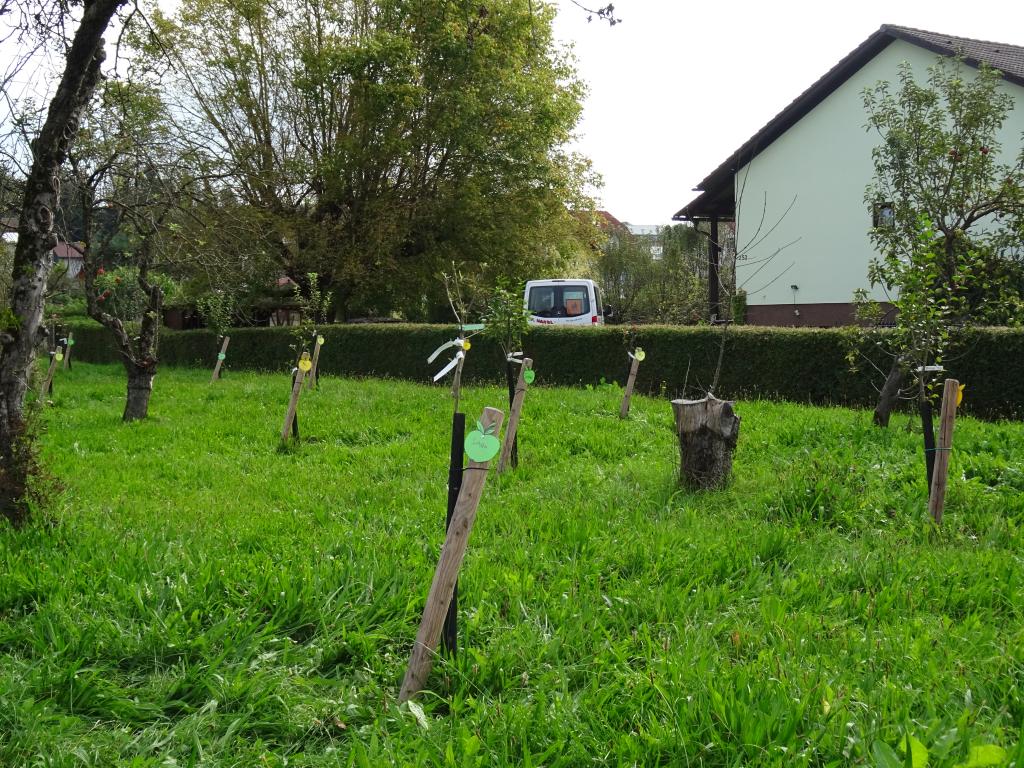 Bäume planzen © Landjugend St.Ruprecht Baumsetzlinge eingepflanzt