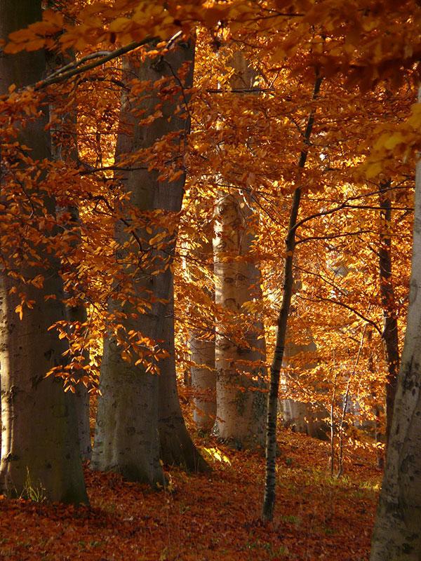 Rotbuche © Pixabay Rotbuche