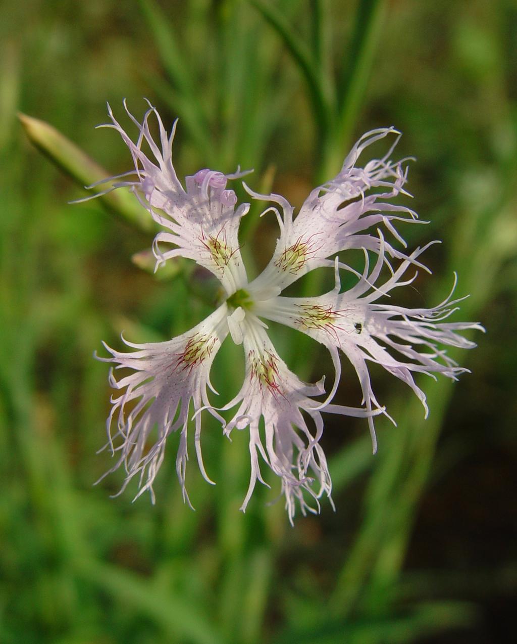 Feuchtwiesen-Prachtnelke, Blüte