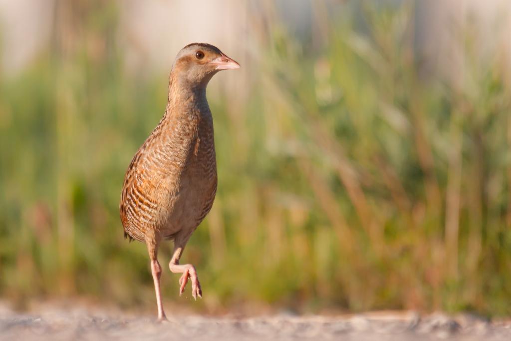 Wachtelkönig © TCreativeMedia / Shutterstock.com Wachtelkönig