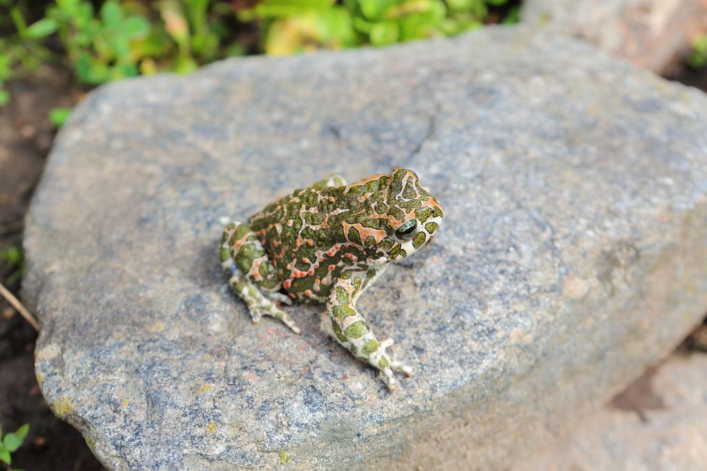 Wechselkröte © Sergei Gorlanov / Shutterstock.com Wechselkröte