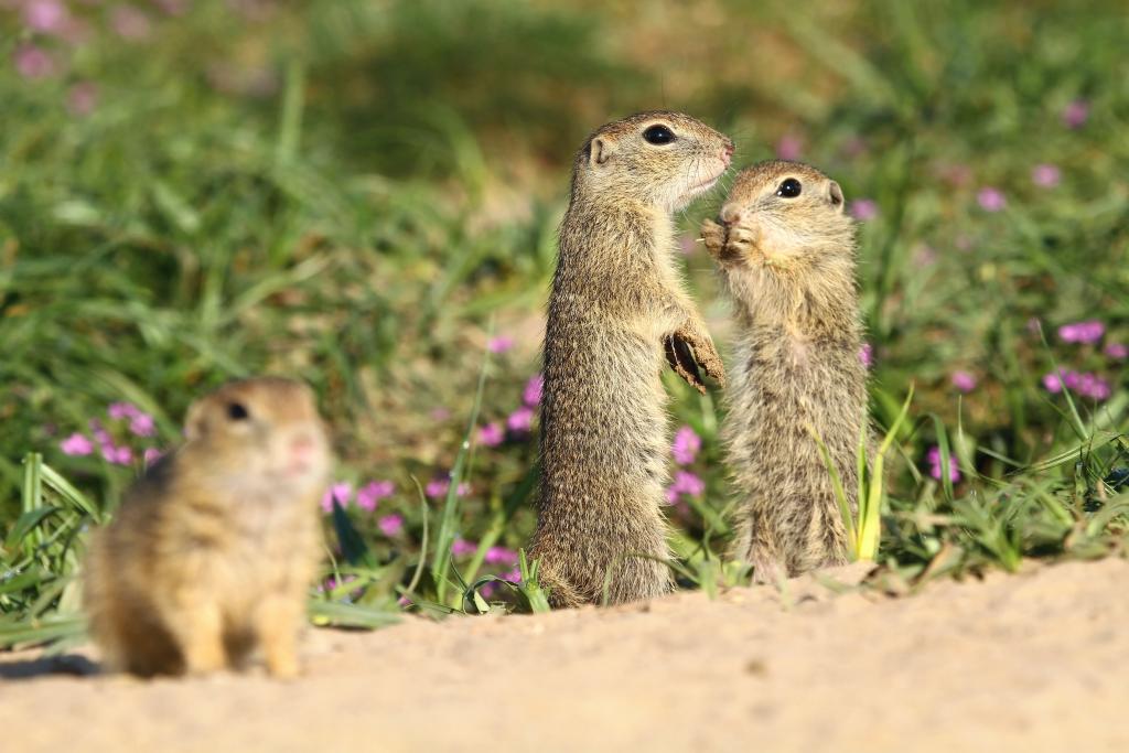 Europäisches Ziesel © Miroslav Hlavko / Shutterstock.com Europäisches Ziesel
