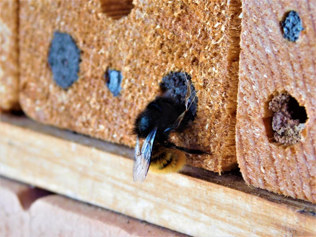 © olltb/piqsels Nisthilfe, Wildbienen