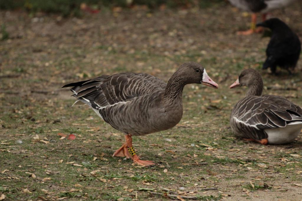 Blässgans © Björn S... / Flickr.com (CC BY-SA 2.0) Blässgans