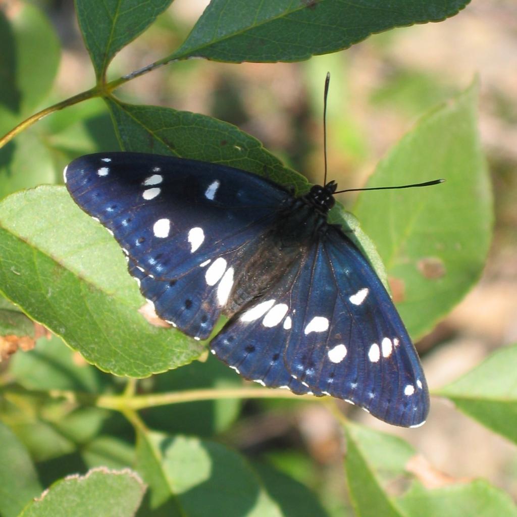 Blauschwarzer Eisvogel