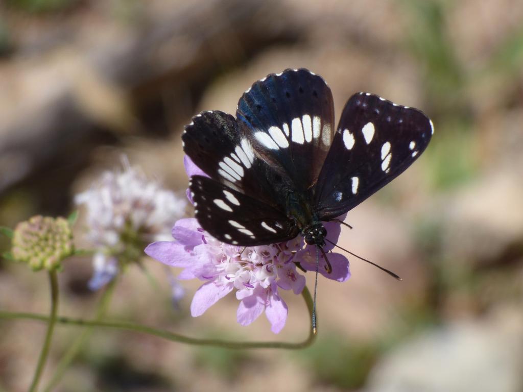 Blauschwarzer Eisvogel