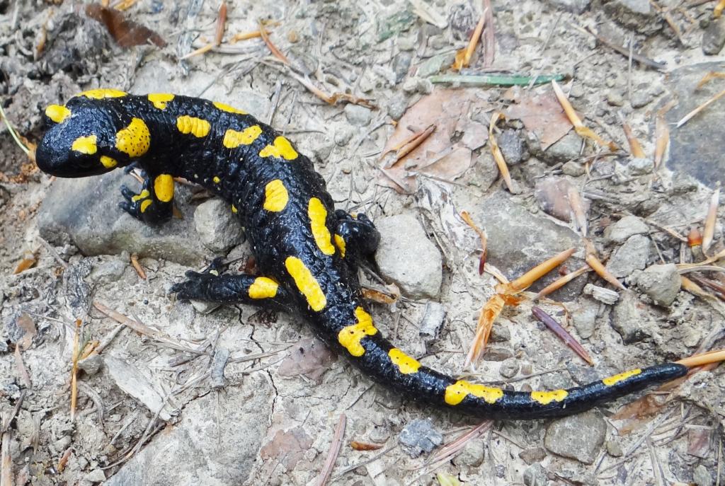 Feuersalamander © Jerzy Opioła / Wikimedia Commons (CC BY-SA 4.0) Feuersalamander