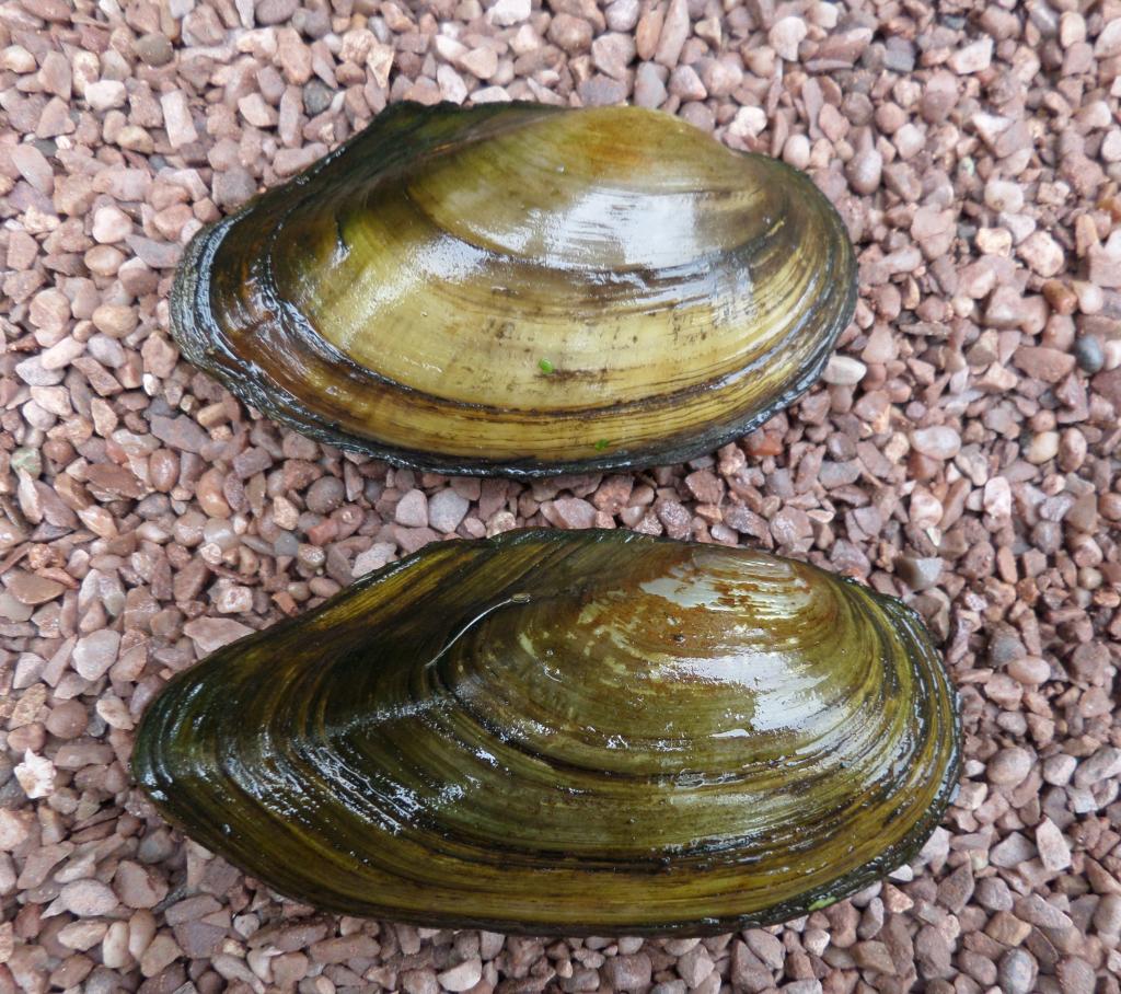 Heimische Muscheln / anodonta cygnea © Rosser1954, Anodonta cygnea - Swan Mussel pair, CC BY-SA 4.0
Heimische Muscheln