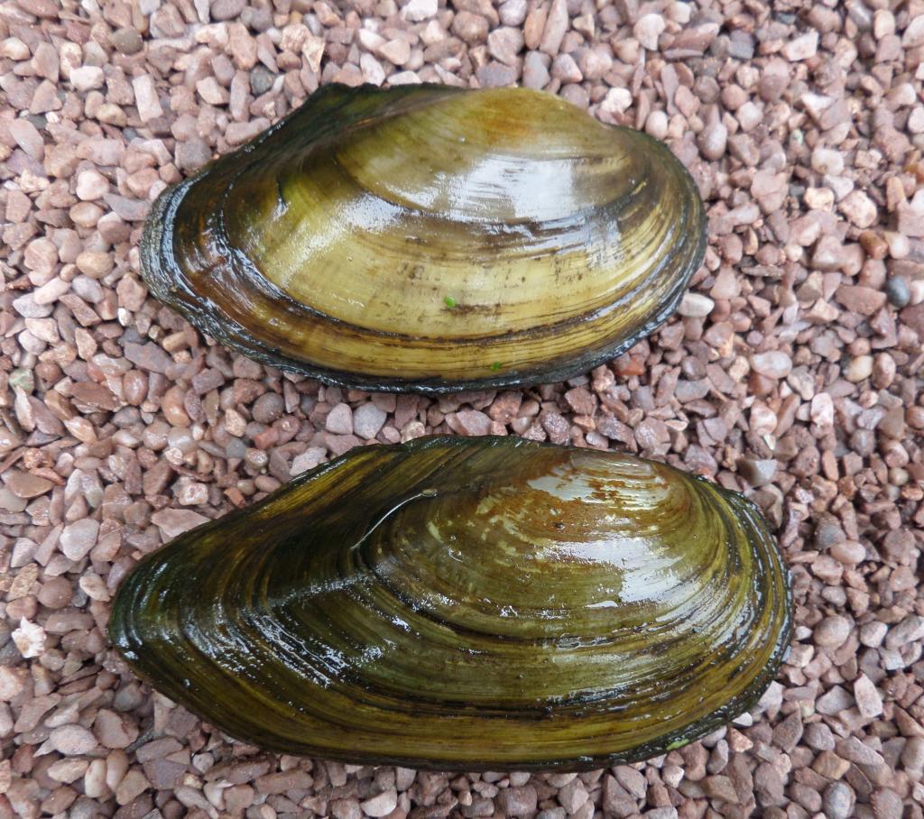 Heimische Muscheln