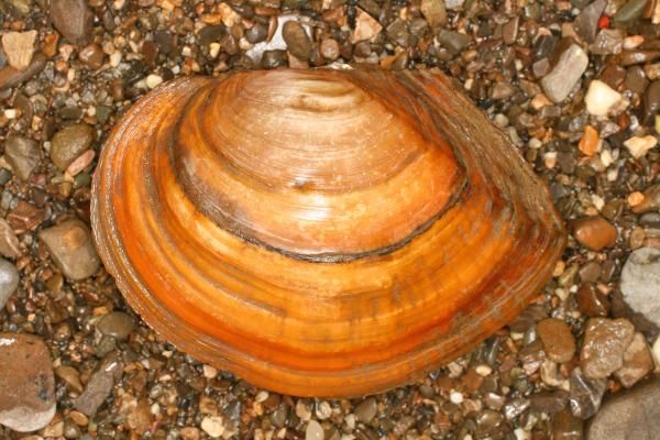 Heimische Muscheln/sinanodonta woodiana © Alexander Mrkvicka, Sinanodonta woodiana1 A MRKVICKA, CC BY-SA 3.0
Heimische Muscheln