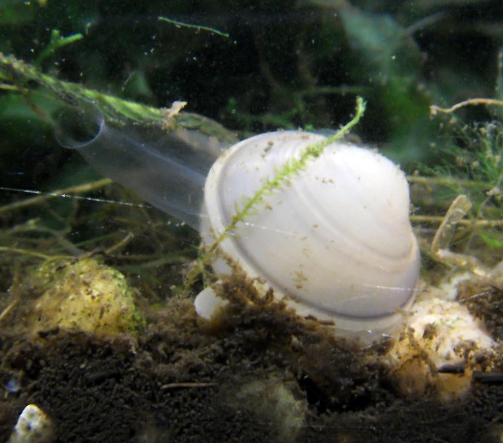 Heimische Muscheln/ sphaerium sp © Zikamoi, Sphaeriidae, CC BY 3.0
Heimische Muscheln