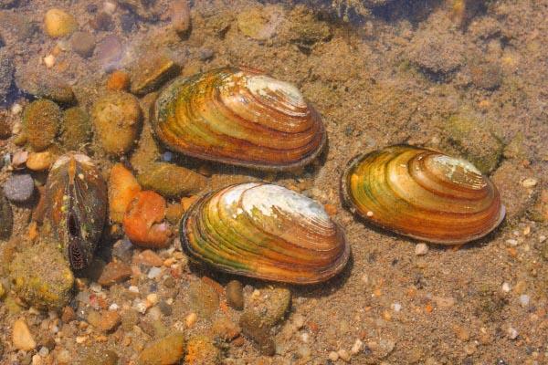 Heimische Muscheln