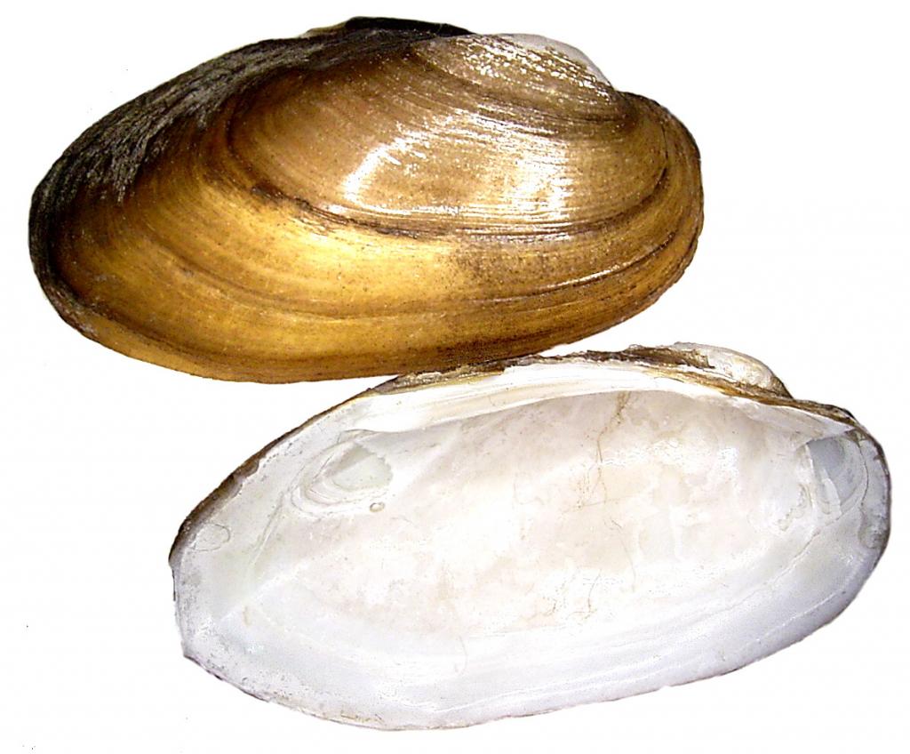 Heimische Muscheln/unio pictorum © Udo Schmidt from Deutschland, Unio pictorum (Linné, 1758) (4540126717), CC BY-SA 2.0
Heimische Muscheln