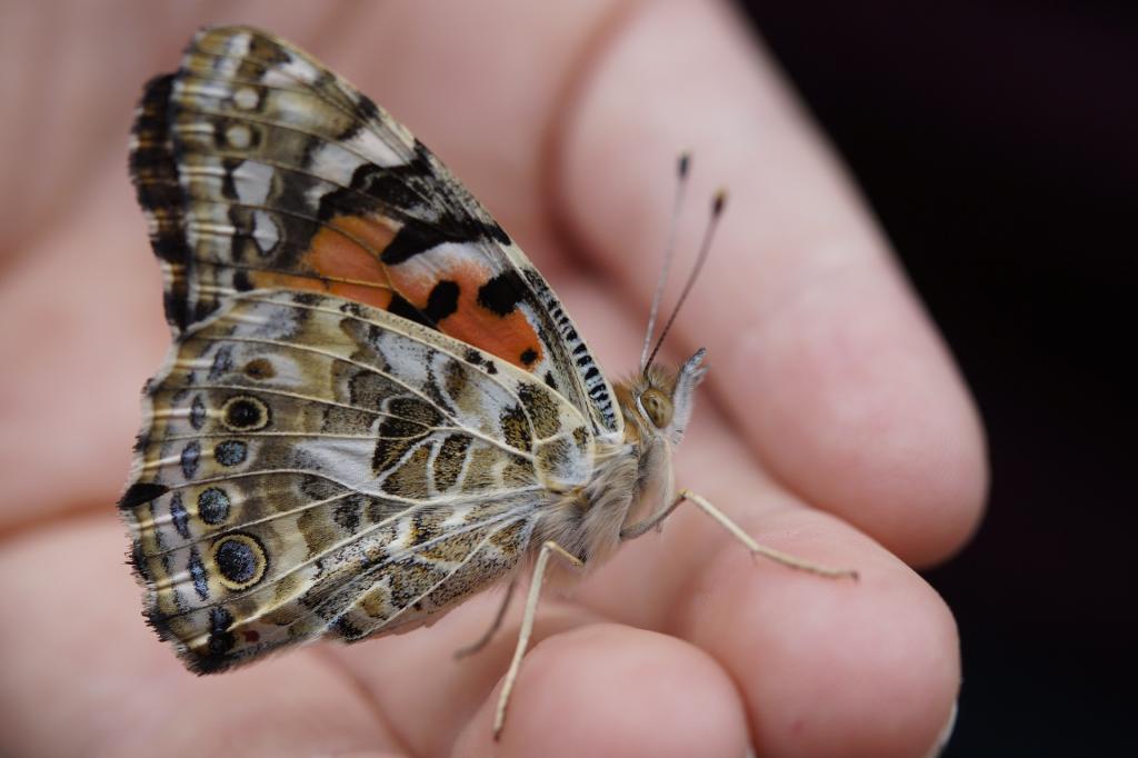 schmetterling mythen © Pixabay schmetterling mythen