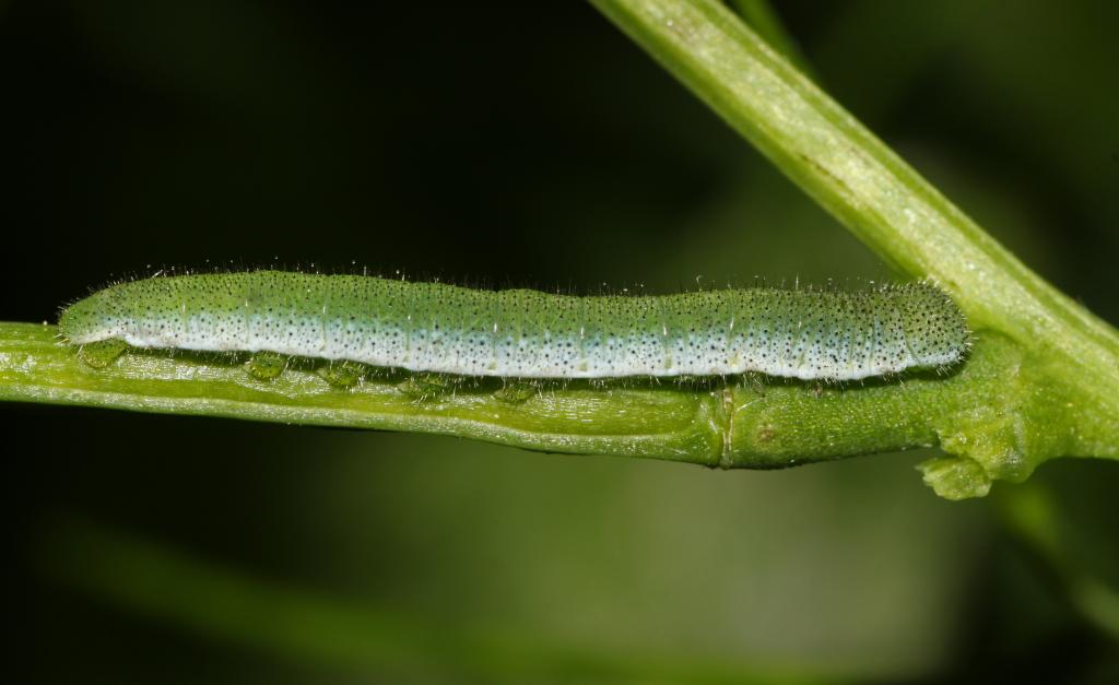 Schmetterlinge Mythen / Aurorafalter Raupe © Holger Krisp, Aurorafalter (Anthocharis cardamines), Raupe, CC BY 3.0
Schmetterlinge Mythen